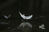 成都温江：江安河湿地飞翔的白鹭