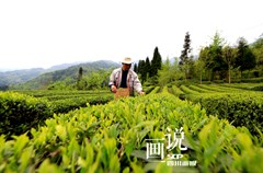 水磨镇是汶川县重要的茶叶基地，全镇茶园种植面积2700余亩，当地有1000多人以种茶为主要经济来源。
